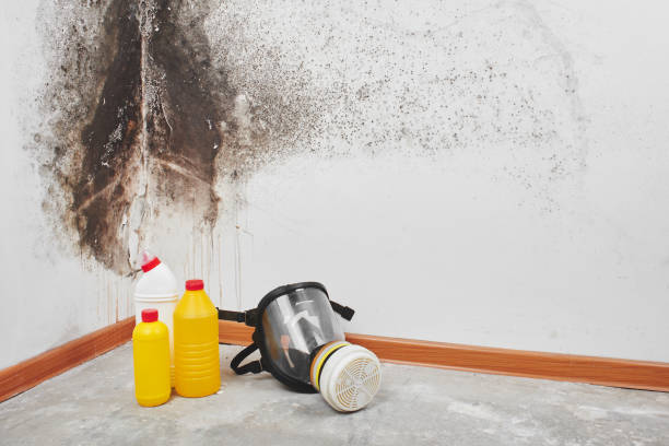 Office Mold Removal Services in Franklin, OH