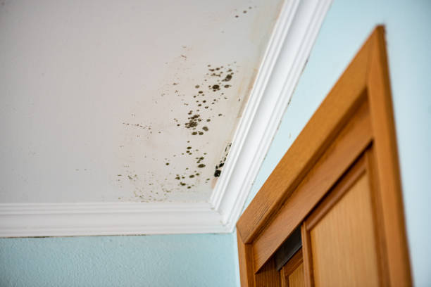 Best Fast Mold Removal  in Franklin, OH