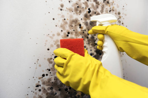 Best Black Mold Removal  in Franklin, OH