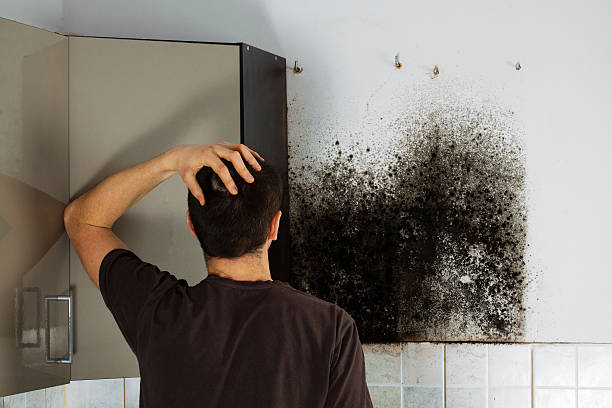 Best Emergency Mold Removal  in Franklin, OH