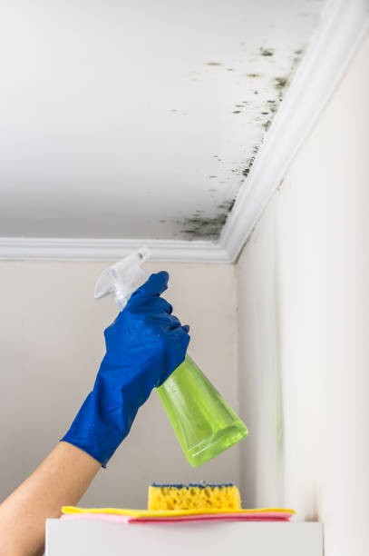Professional Mold Removal in Franklin, OH